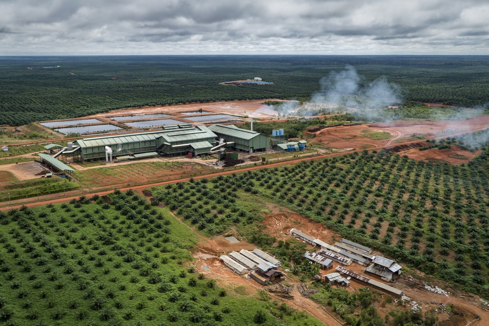 Palm Oil Plantation Deforestation palm-oil-plantation-deforestation