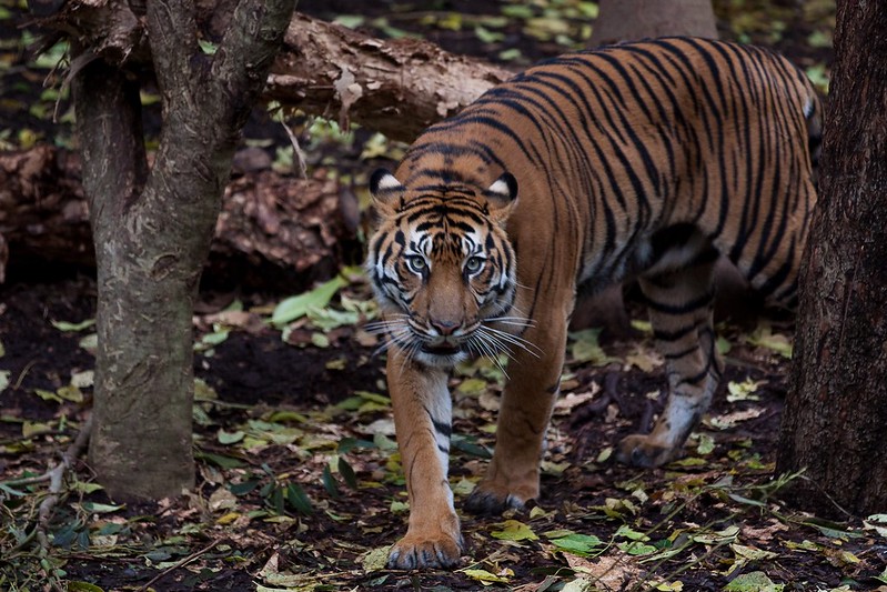 Sumatran Tiger. Photo by Richard Ashurst