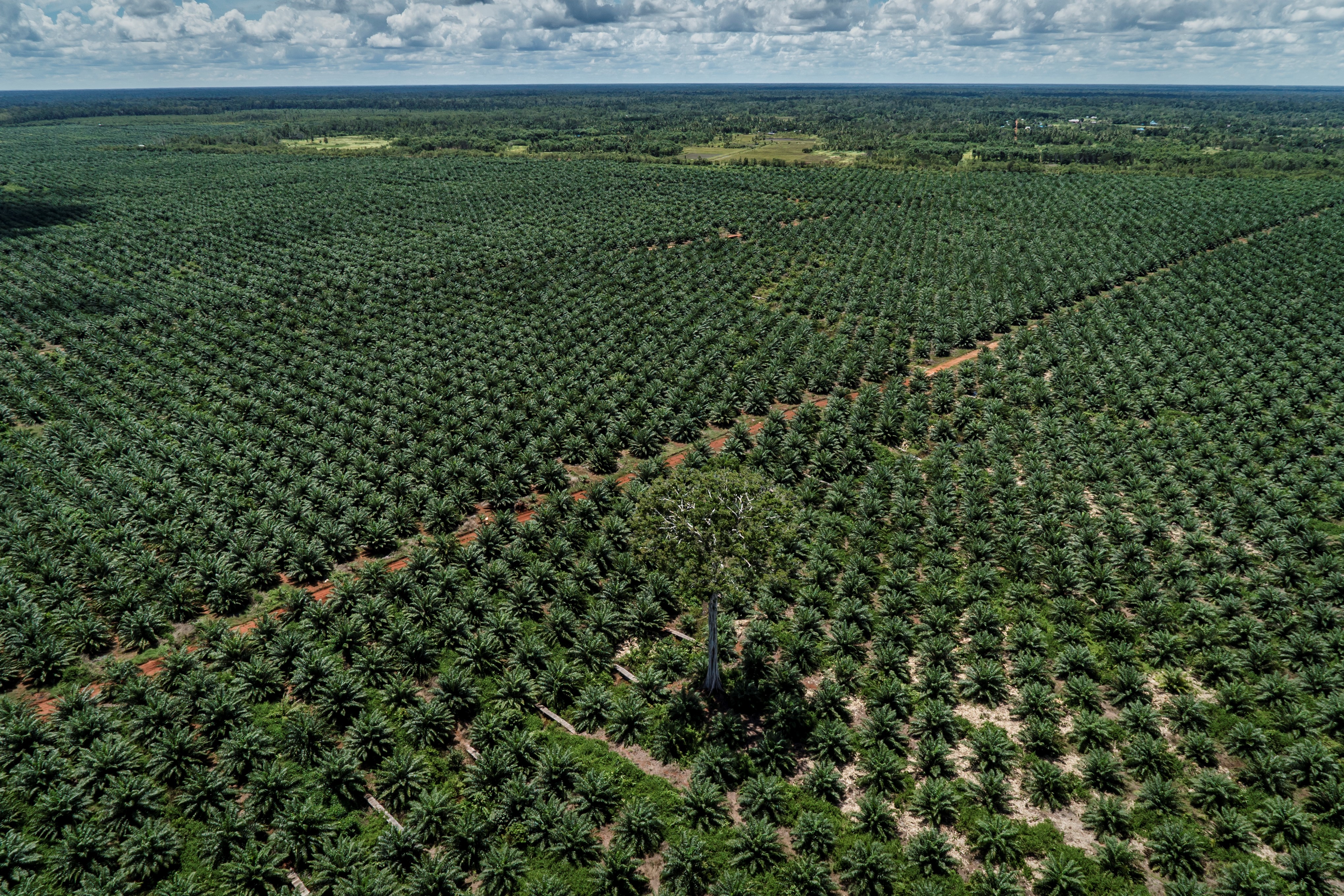 Nusantara Atlas | Palm oil deforestation in Indonesia levels off in 2022